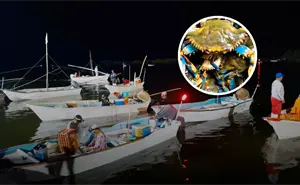 Inicia la temporada de captura de jaiba en Sinaloa con altas expectativas