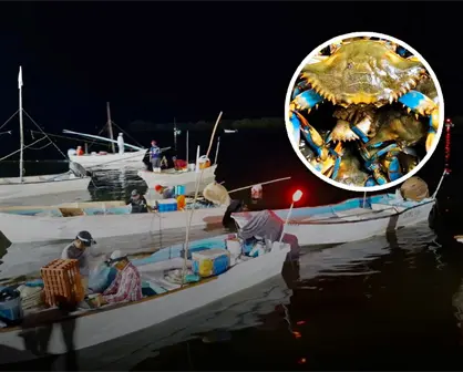 Inicia la temporada de captura de jaiba en Sinaloa con altas expectativas