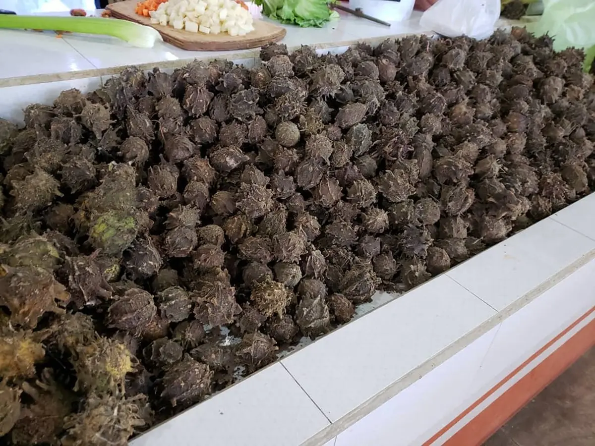 Es una fruta silvestre ampliamente conocida en los pueblos de Sinaloa. Foto: Redes sociales