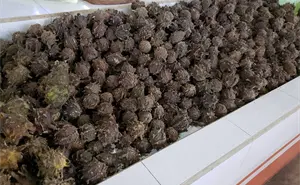 Descubre el papache: fruta nativa del noroeste con increíbles beneficios