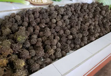 Descubre el papache: fruta nativa del noroeste con increíbles beneficios