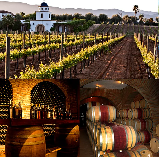 Viñedo Barón Balché en Baja California. Foto: cortesía.