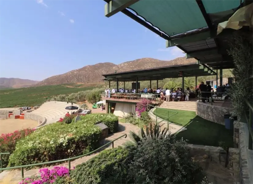 Viñedo L.A. Cetto en Baja California. Foto: cortesía.