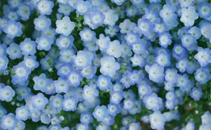 Qué se celebra el 3 de octubre y por qué se regalan flores azules