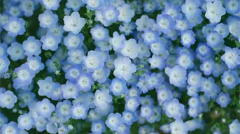 Qué se celebra el 3 de octubre y por qué se regalan flores azules