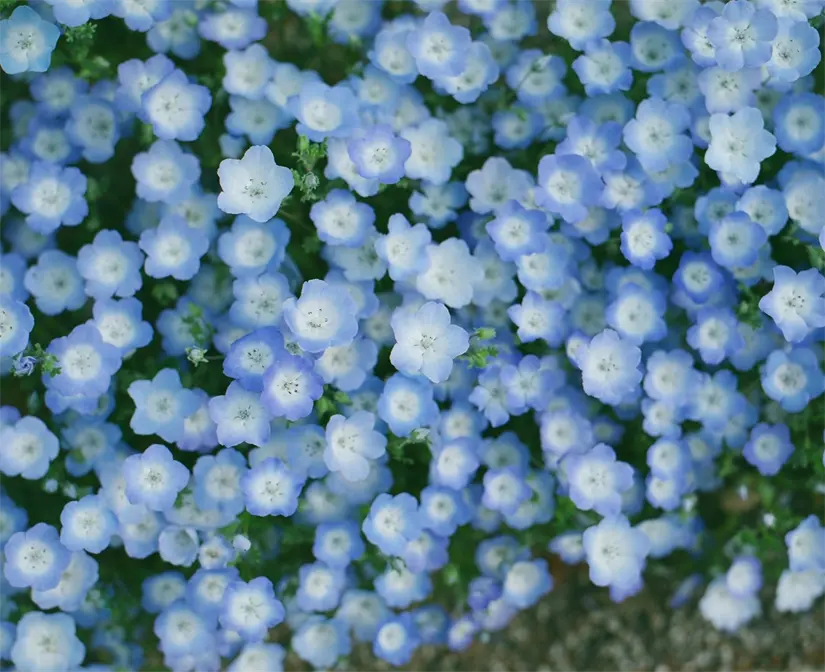 Flores azules