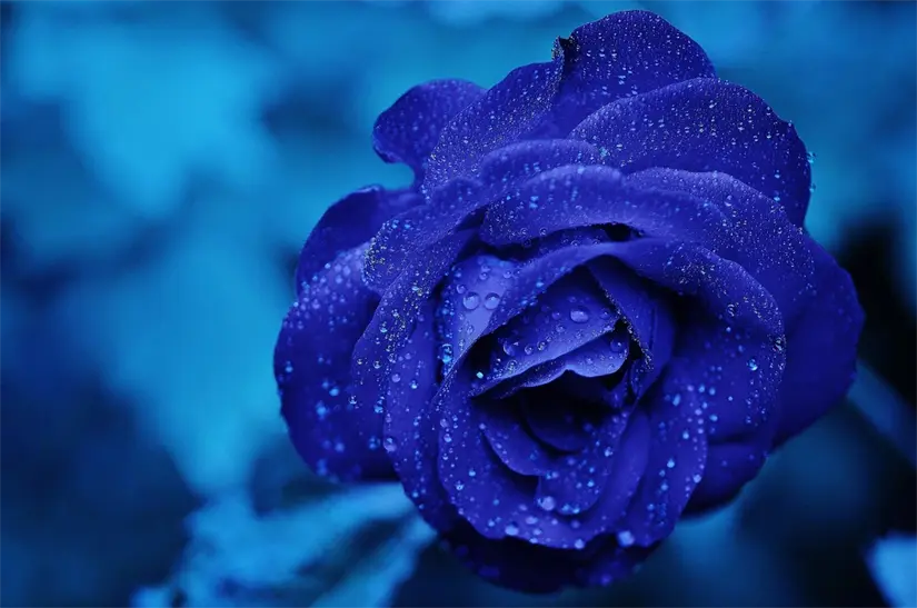 Rosas Azules