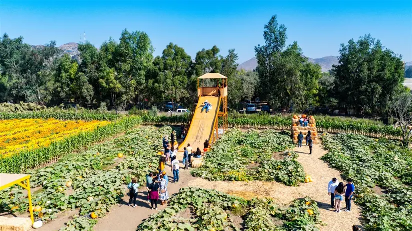 Ambiente familiar en la ruta de las flores de Baja California. Foto: Cortesía