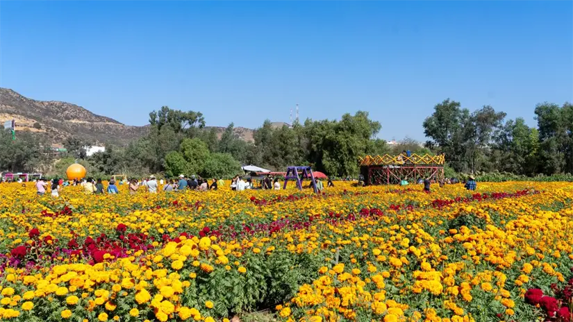 Conoce los campos de cempasúchil de Baja California. Foto: Cortesía