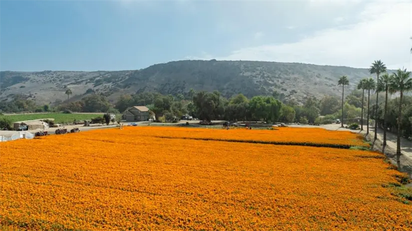 Disfruta de la ruta de las flores de Baja California. Foto: Cortesía