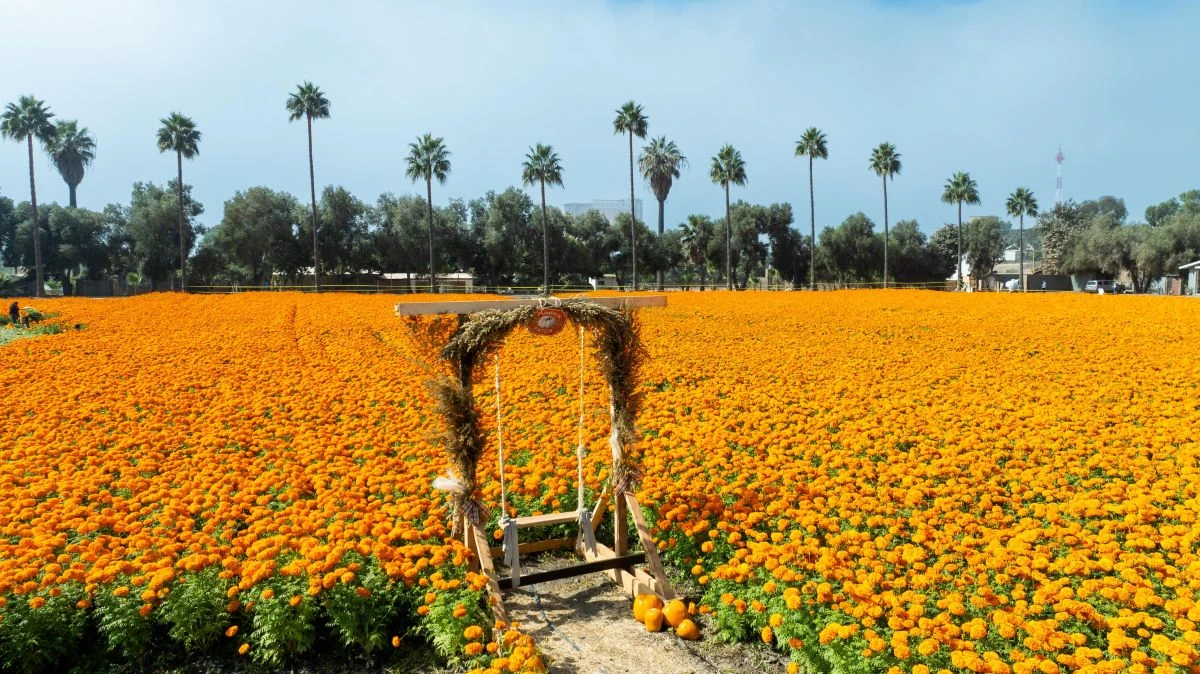 Los campos de cempasúchil de Baja California. Foto: Cortesía