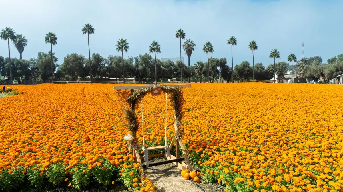 Los campos de cempasúchil de Baja California. Foto: Cortesía