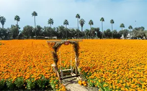 Los campos de cempasúchil de Baja California, en su máximo esplendor; detalles de los recorridos