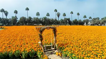Los campos de cempasúchil de Baja California, en su máximo esplendor; detalles de los recorridos