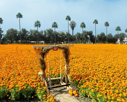 Los campos de cempasúchil de Baja California, en su máximo esplendor; detalles de los recorridos