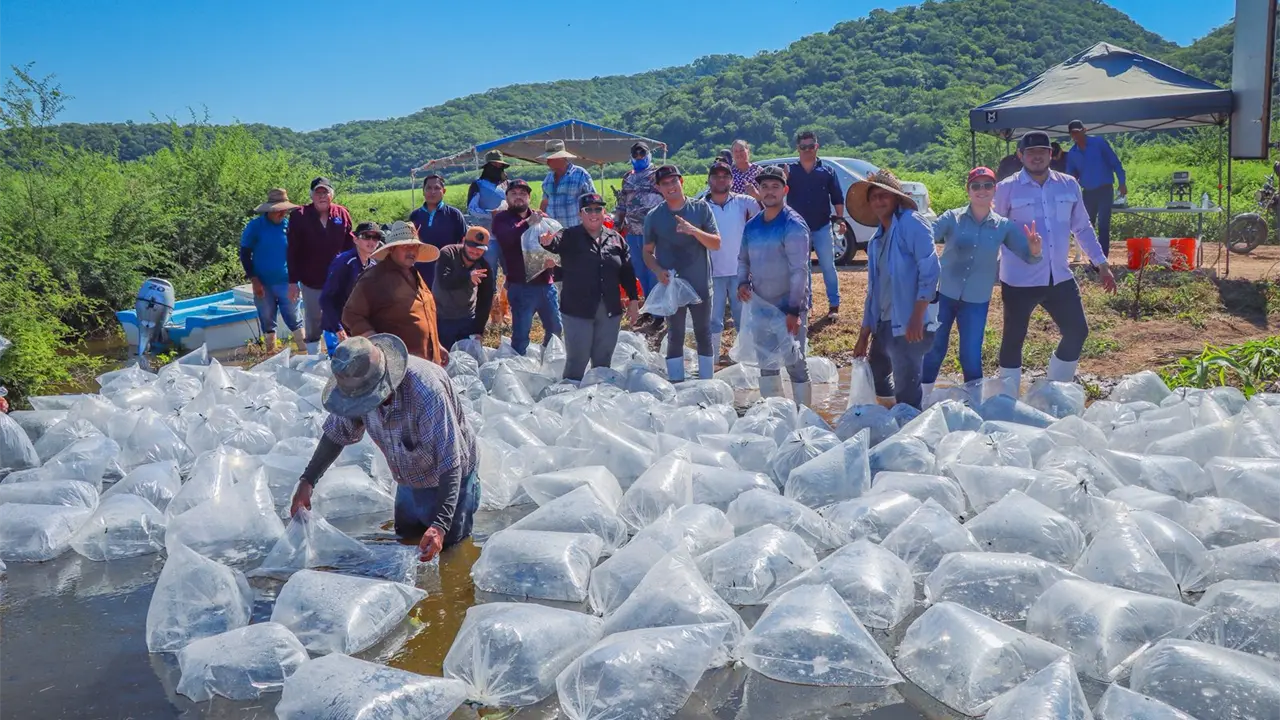 Suma un total de 2 millones de alevines de tilapia liberados. Foto: Gob. de Sinaloa