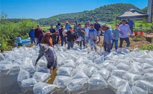 Sinaloa impulsa a pescadores con liberación de 500 mil alevines de tilapia en presa El Varejonal