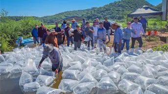 Sinaloa impulsa a pescadores con liberación de 500 mil alevines de tilapia en presa El Varejonal