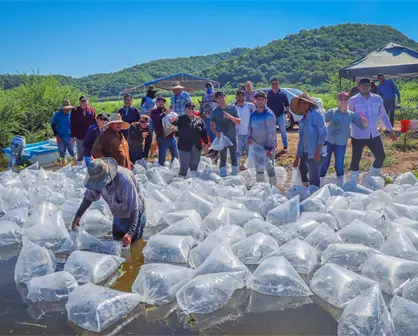 Sinaloa impulsa a pescadores con liberación de 500 mil alevines de tilapia en presa El Varejonal