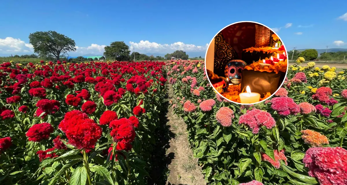 Esto significa la Flor de cresta de gallo en Día de Muertos. Foto.