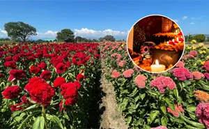 El profundo significado de la flor de cresta de gallo en las ofrendas de Día de Muertos en Oaxaca