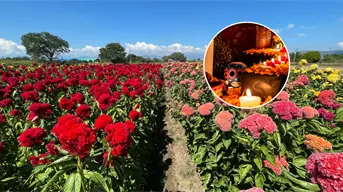 El profundo significado de la flor de cresta de gallo en las ofrendas de Día de Muertos en Oaxaca