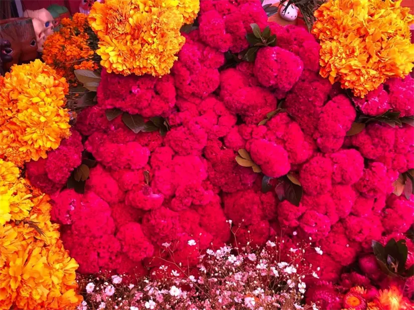 Conoce el origen de esta famosa flor. Foto: Cortesía.