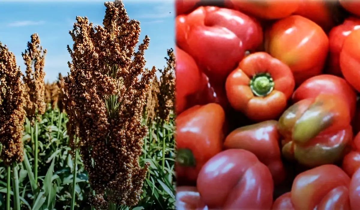 Sorgo sinaloense podría llegar al mercado chino con sorgo y a Japón con chile bell, bajo esquema de agricultura por contrato.