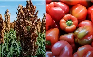 China pudiera comprar un millón de toneladas de sorgo sinaloense y Japón compraría chile Bell: Rocha