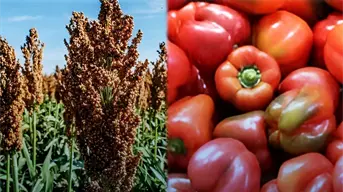 China pudiera comprar un millón de toneladas de sorgo sinaloense y Japón compraría chile Bell: Rocha