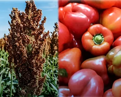 China pudiera comprar un millón de toneladas de sorgo sinaloense y Japón compraría chile Bell: Rocha