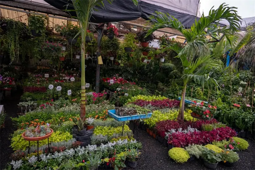 Mercado de Flores de Cuemanco