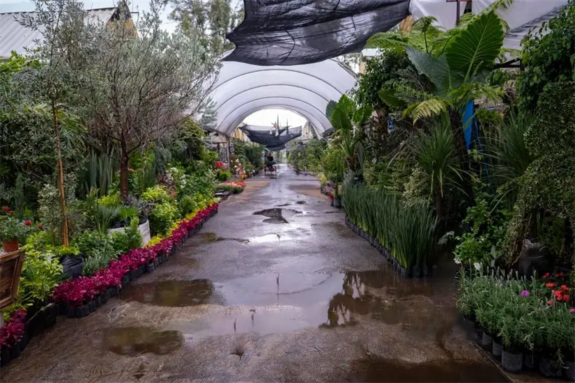 Visitantes describen al Mercado de Plantas y Flores de Cuemanco como un paraíso dentro de la selva asfáltica de la CDMX, donde se respira tranquilidad, deleita tus sentidos con el olor de Miles de flores, tus oídos con la caída de agua de las cascadas.