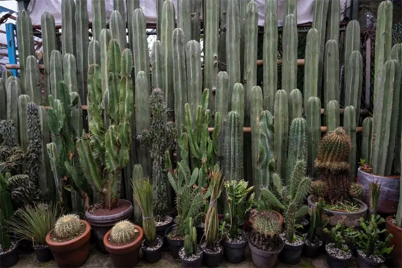 Mercado de Flores de Cuemanco