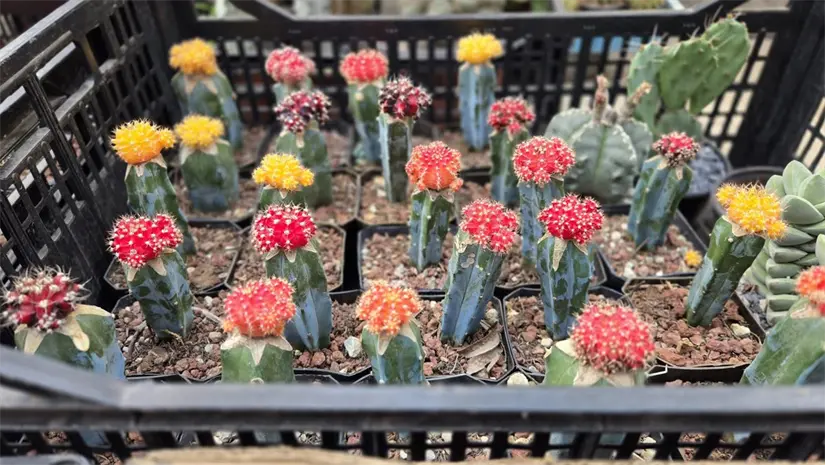 Conoce todos los detalles acerca del Mercado de Flores y Plantas Cuemanco. Foto: Cortesía.