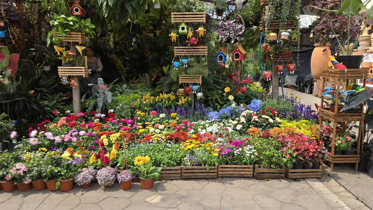 Esto es todo lo que tienes que saber acerca del Mercado de Flores y Plantas Cuemanco.