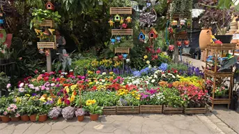 El jardín más grande de Latinoamérica está en CDMX: conoce el Mercado de Flores de Cuemanco