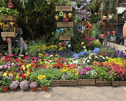 El jardín más grande de Latinoamérica está en CDMX: conoce el Mercado de Flores de Cuemanco