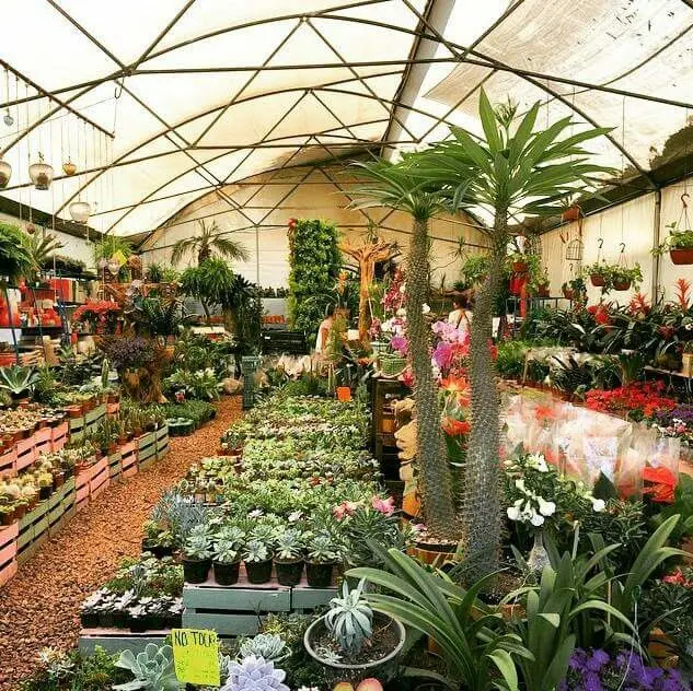Estos son algunos de los productos que podrás encontrarte en el Mercado de Flores y Plantas. Foto: Cortesía.