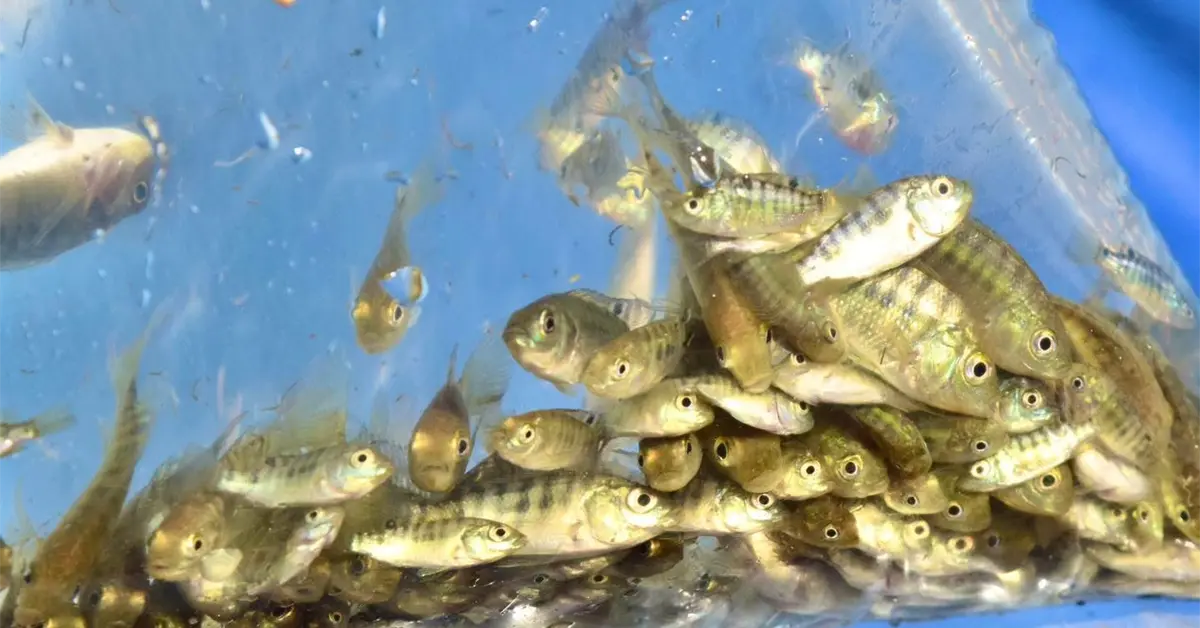 Sinaloa libera 700 mil alevines de tilapia en la presa Josefa Ortiz de Domínguez
