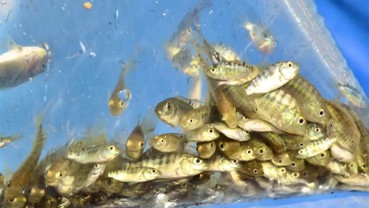 La Secretaría de Pesca y Acuacultura culminó el programa estatal de repoblamiento 2025, impulsando la sustentabilidad y seguridad alimentaria en El Fuerte.