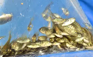 Sinaloa libera 700 mil alevines de tilapia en la presa Josefa Ortiz de Domínguez