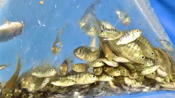 Sinaloa libera 700 mil alevines de tilapia en la presa Josefa Ortiz de Domínguez