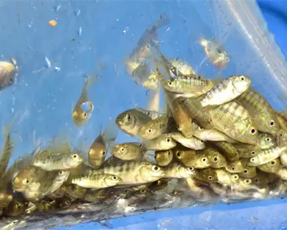 Sinaloa libera 700 mil alevines de tilapia en la presa Josefa Ortiz de Domínguez