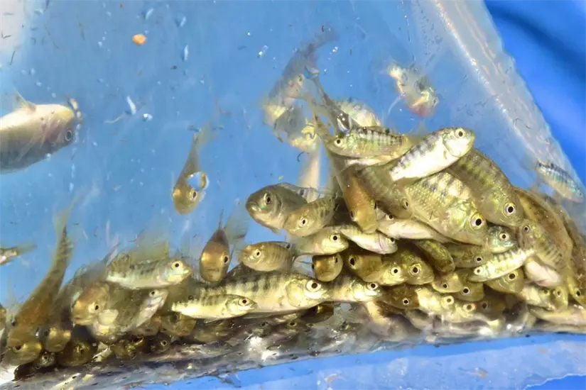 Alevines de tilapia en la presa Josefa Ortiz de Domínguez