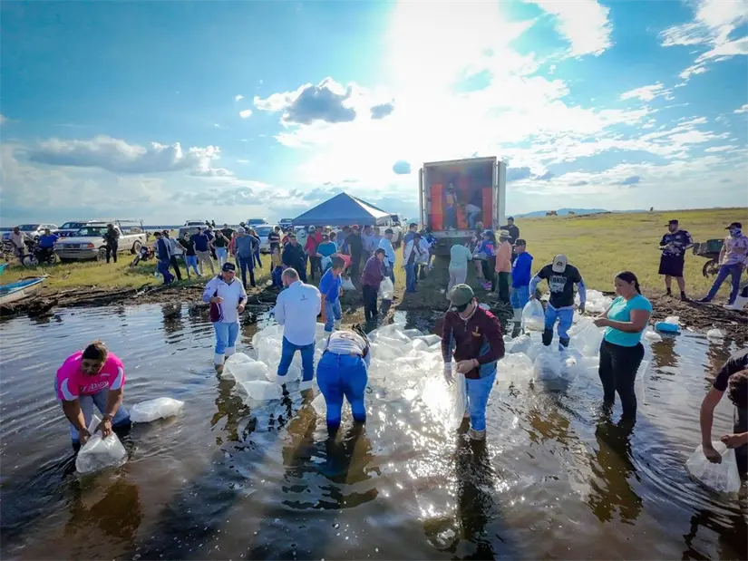 Alevines de tilapia en la presa Josefa Ortiz de Domínguez
