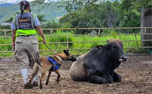 SuKarne se convierte en la primera empresa privada en América Latina con perros detectores en inspecciones sanitarias