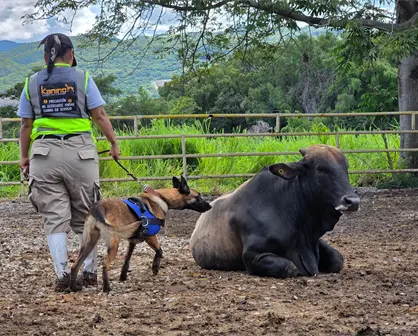 SuKarne se convierte en la primera empresa privada en América Latina con perros detectores en inspecciones sanitarias