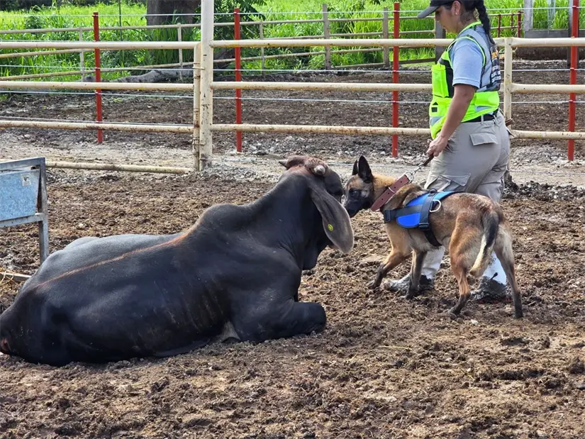 Los perros detectores de SuKarne simbolizan una nueva era de responsabilidad y compromiso ambiental. Foto: SuKarne