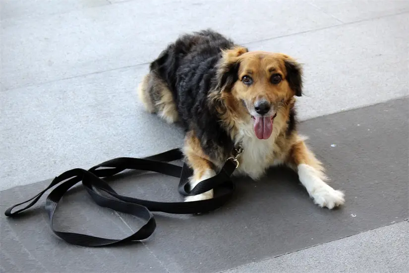 Buscan promover el cuidado de los animales. Foto: Pixabay